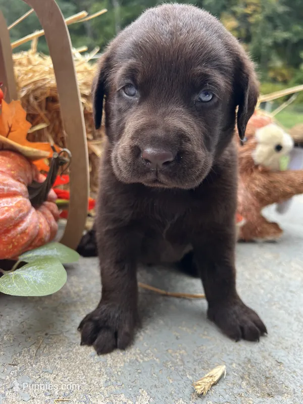 AKC Labrador Retriever  – Labrador Retriever puppy for sale in White Sulphur Springs, WV