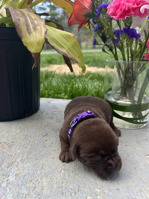 Chocolate Labrador Retriever  – Labrador Retriever puppy for sale in White Sulphur Springs, WV