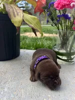 Chocolate Labrador Retriever , a female Labrador Retriever for sale in White Sulphur Springs, WV – Photo 1 of 2