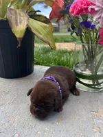 Chocolate Labrador Retriever , a female Labrador Retriever for sale in White Sulphur Springs, WV – Photo 2 of 2
