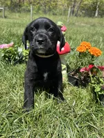 Discounted Ready to Go Black Labrador Retriever , a female Labrador Retriever for sale in White Sulphur Springs, WV – 1 of 2