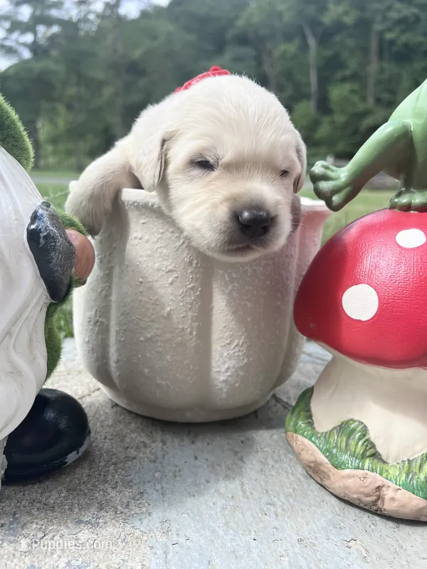 AKC Russian Cream Golden Retriever  – Golden Retriever puppy for sale in White Sulphur Springs, WV