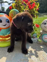 Ready to Go AKC Chocolate Labrador Retriever , a female Labrador Retriever for sale in White Sulphur Springs, WV – 2 of 2