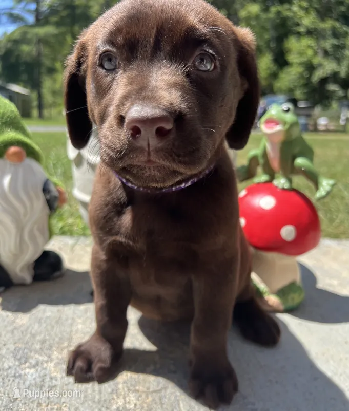 AKC Labrador Retriever  – Labrador Retriever puppy for sale in White Sulphur Springs, WV