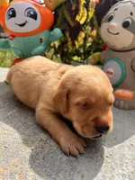 AKC Fox Red Labrador Retriever , a male Labrador Retriever for sale in White Sulphur Springs, WV – 2 of 2