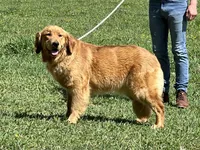 Expecting AKC Golden Retriever , a  Golden Retriever for sale in White Sulphur Springs, WV – 2 of 3