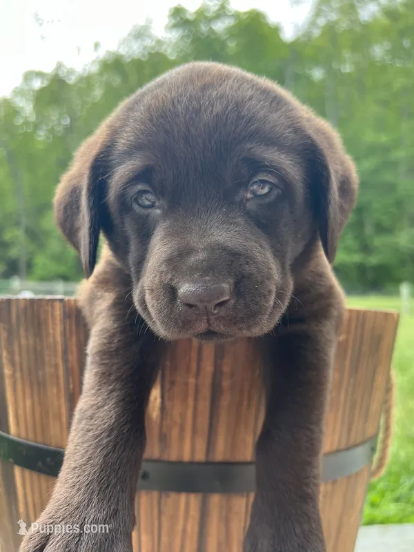 AKC Chocolate Labrador Retriever  – Labrador Retriever puppy for sale in White Sulphur Springs, WV
