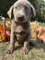 Discounted Ready to Go AKC Labrador Retriever , a female Labrador Retriever for sale in White Sulphur Springs, WV – 1 of 2