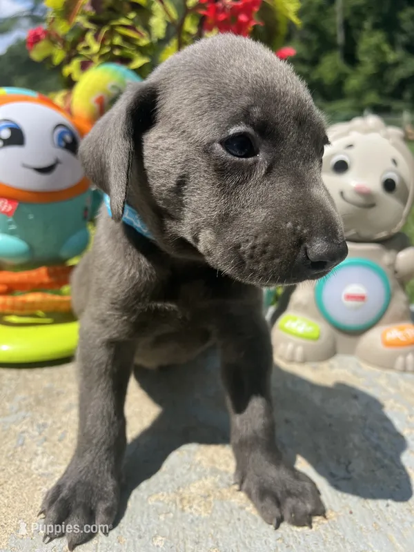 Ready to Go Charcoal Labrador Retriever  – Labrador Retriever puppy for sale in White Sulphur Springs, WV
