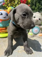 Ready to Go Charcoal Labrador Retriever , a male Labrador Retriever for sale in White Sulphur Springs, WV – 1 of 2