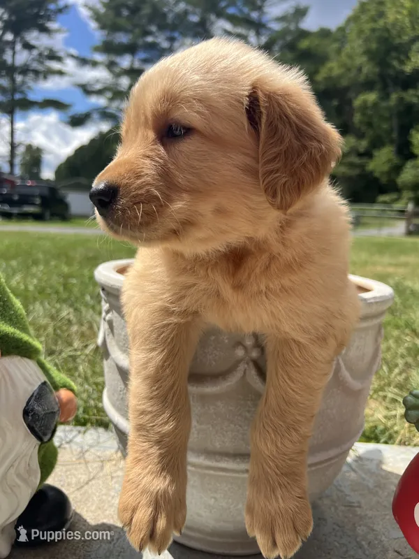 Expecting AKC Golden Retriever – Golden Retriever puppy for sale in White Sulphur Springs, WV
