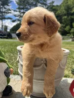 Expecting AKC Golden Retriever, a  Golden Retriever for sale in White Sulphur Springs, WV – 1 of 1