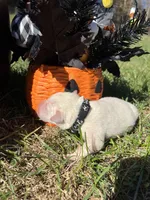 AKC Yellow  Labrador Retriever , a male Labrador Retriever for sale in White Sulphur Springs, WV – 2 of 2