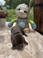 AKC Chocolate Labrador Retriever , a male Labrador Retriever for sale in White Sulphur Springs, WV – 2 of 2