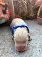 AKC Labrador Retriever , a male Labrador Retriever for sale in White Sulphur Springs, WV – 2 of 2