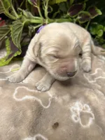 AKC Golden Retriever , a female Golden Retriever for sale in White Sulphur Springs, WV – 2 of 2