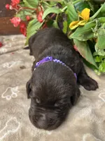 AKC Chocolate Labrador Retriever , a female Labrador Retriever for sale in White Sulphur Springs, WV – 2 of 2