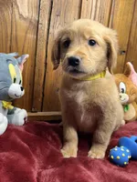 Ready to Go Home AKC Golden Retriever , a male Golden Retriever for sale in White Sulphur Springs, WV – Photo 2 of 2