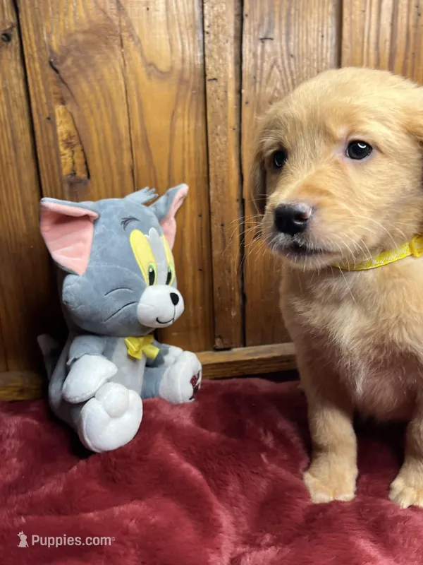 Ready to Go Home AKC Golden Retriever 