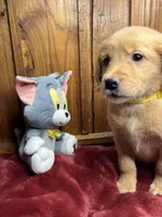 Ready to Go Home AKC Golden Retriever , a male Golden Retriever for sale in White Sulphur Springs, WV – Photo 1 of 2
