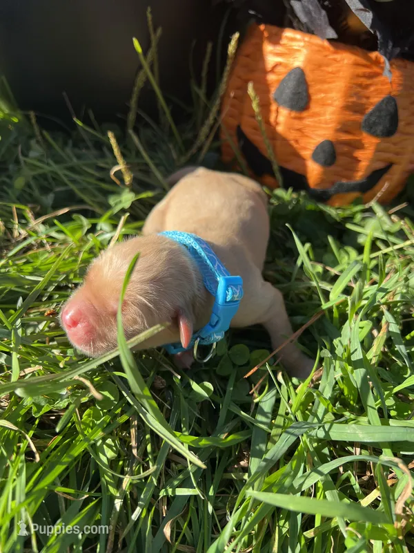 AKC Golden Retriever  – Golden Retriever puppy for sale in White Sulphur Springs, WV