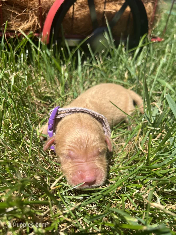 AKC Golden Retriever  – Golden Retriever puppy for sale in White Sulphur Springs, WV