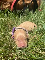 AKC Golden Retriever , a female Golden Retriever for sale in White Sulphur Springs, WV – 1 of 2