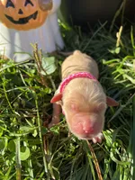 AKC Golden Retriever , a female Golden Retriever for sale in White Sulphur Springs, WV – 1 of 2