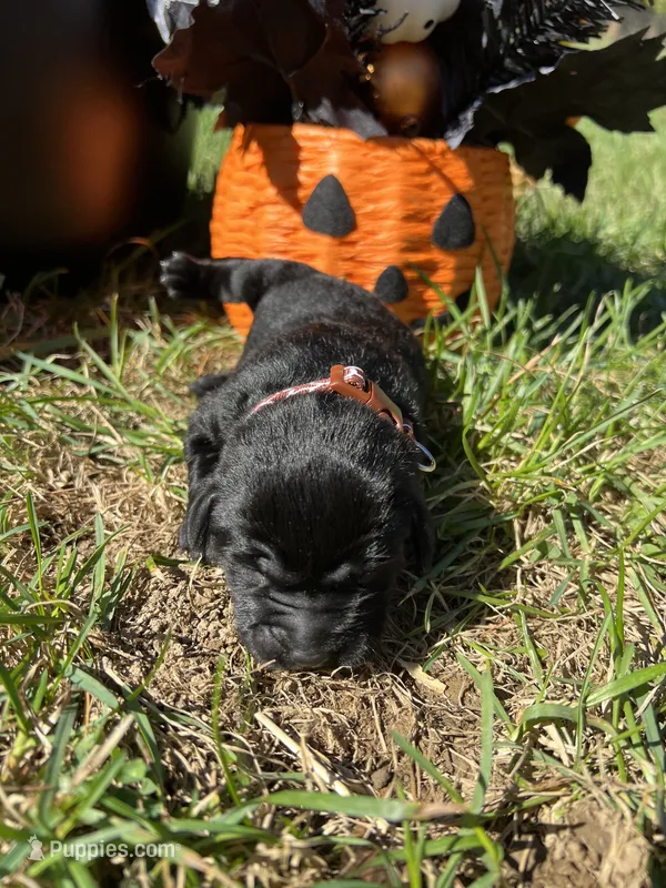 AKC Black Labrador Retriever  – Labrador Retriever puppy for sale in White Sulphur Springs, WV