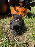 AKC Black Labrador Retriever , a female Labrador Retriever for sale in White Sulphur Springs, WV – 1 of 2