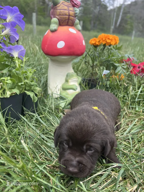 AKC Chocolate Labrador Retriever  – Labrador Retriever puppy for sale in White Sulphur Springs, WV