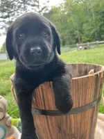 Black Labrador Retriever , a female Labrador Retriever for sale in White Sulphur Springs, WV – 2 of 2