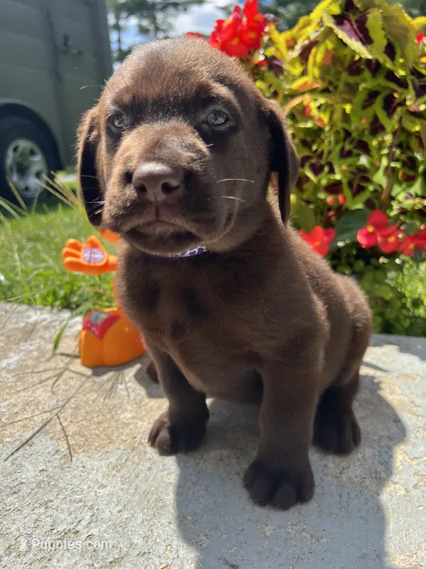 Ready to Go AKC Labrador Retriever  – Labrador Retriever puppy for sale in White Sulphur Springs, WV