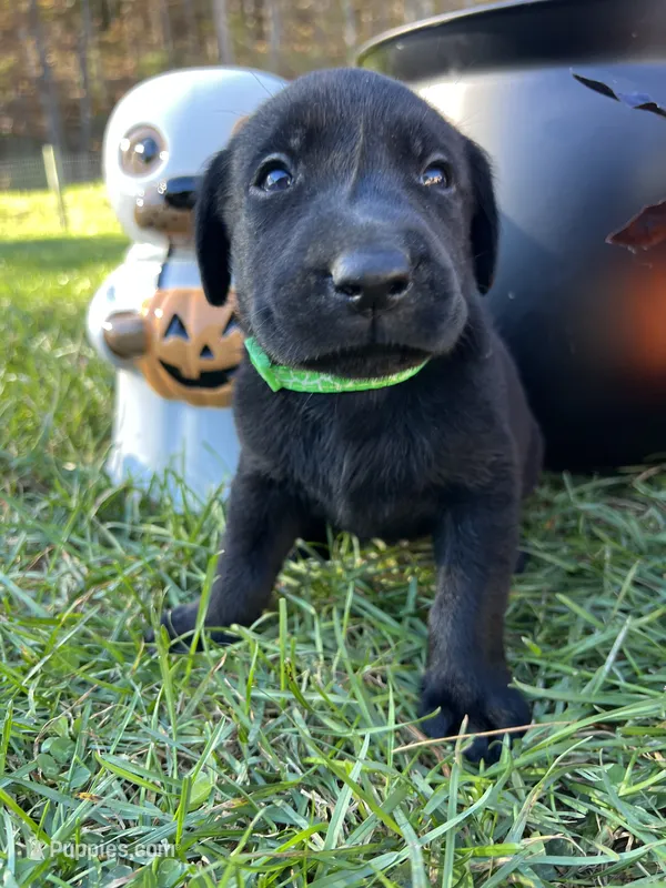 AKC Labrador Retriever  – Labrador Retriever puppy for sale in White Sulphur Springs, WV