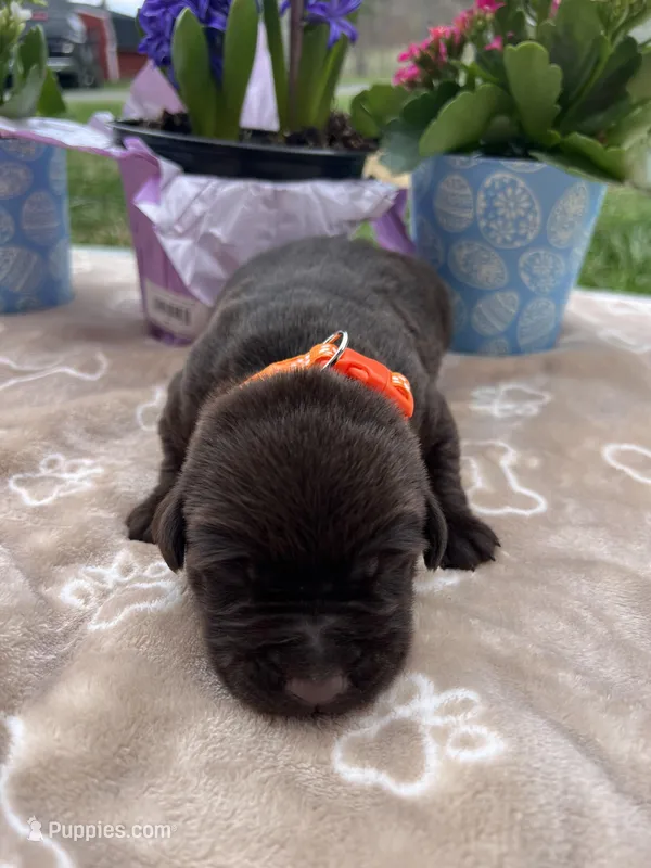 AKC Chocolate Labrador Retriever  – Labrador Retriever puppy for sale in White Sulphur Springs, WV