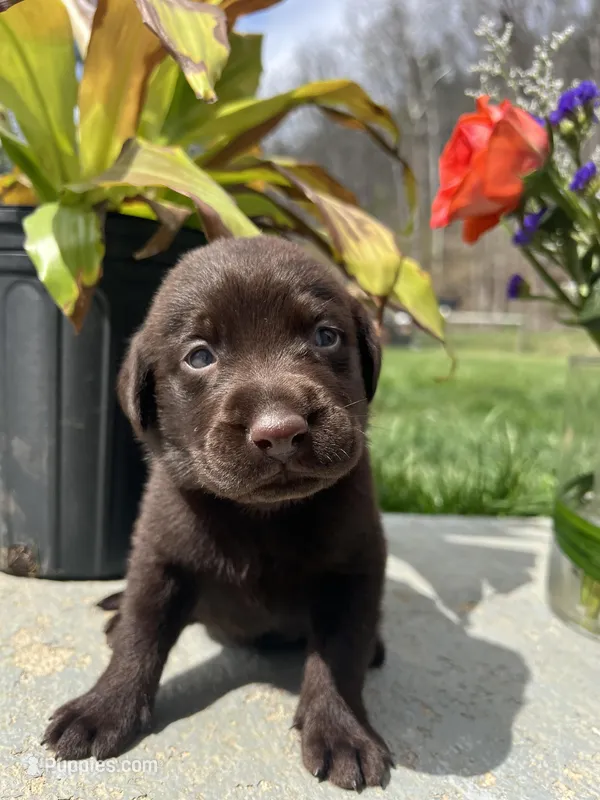 AKC Chocolate Labrador Retriever  – Labrador Retriever puppy for sale in White Sulphur Springs, WV