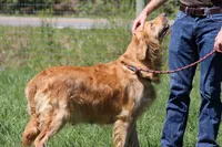 Expecting AKC Golden Retriever , a  Golden Retriever for sale in White Sulphur Springs, WV – 3 of 3