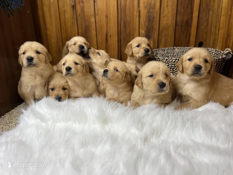 Expecting AKC Golden Retriever  – Golden Retriever puppy for sale in White Sulphur Springs, WV
