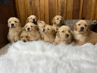 Expecting AKC Golden Retriever , a  Golden Retriever for sale in White Sulphur Springs, WV – 1 of 3
