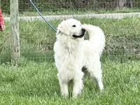 Expecting AKC Golden Retriever , a  Golden Retriever for sale in White Sulphur Springs, WV – 2 of 3