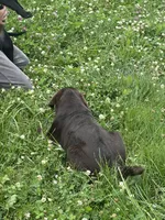 Discounted AKC Chocolate Labrador Retriever , a female Labrador Retriever for sale in White Sulphur Springs, WV – 6 of 6