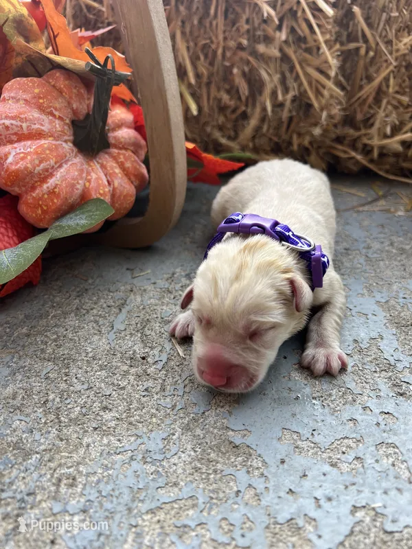 AKC Labrador Retriever  – Labrador Retriever puppy for sale in White Sulphur Springs, WV