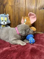 AKC Silver Labrador Retriever , a female Labrador Retriever for sale in White Sulphur Springs, WV – Photo 2 of 2