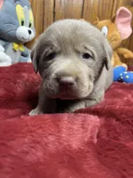 AKC Silver Labrador Retriever , a female Labrador Retriever for sale in White Sulphur Springs, WV – Photo 1 of 2