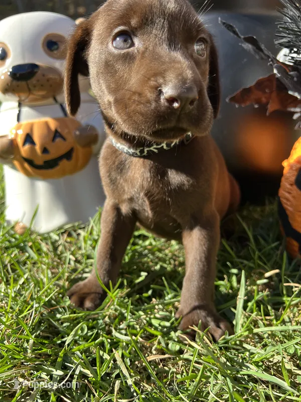 Chocolate Labrador Retriever  – Labrador Retriever puppy for sale in White Sulphur Springs, WV