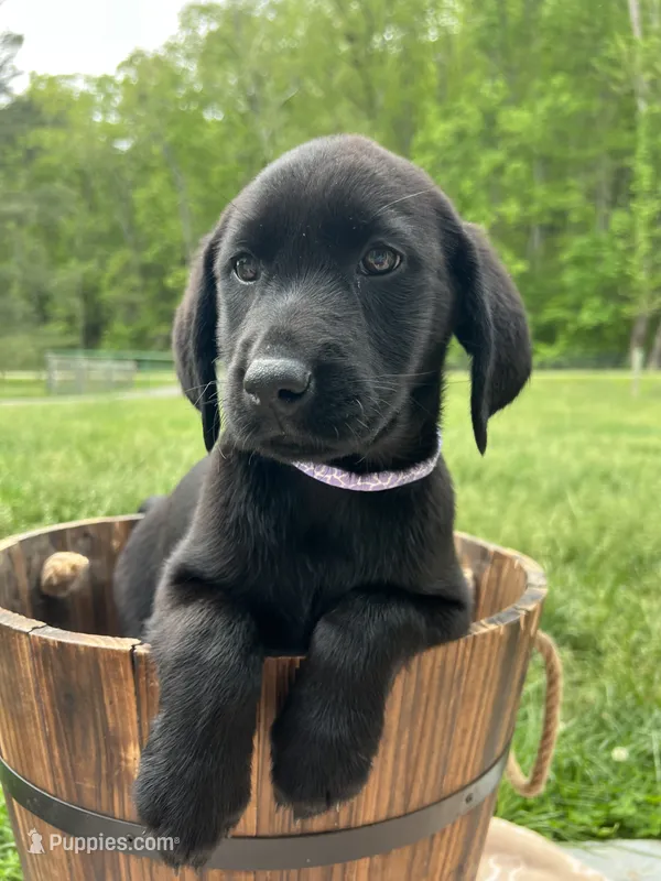Discounted Ready to Go Black Labrador Retriever  – Labrador Retriever puppy for sale in White Sulphur Springs, WV