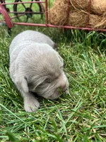 AKC Silver Labrador Retriever , a male Labrador Retriever for sale in White Sulphur Springs, WV – 2 of 2