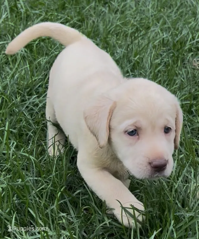 Ready to Go AKC Labrador Retriever  – Labrador Retriever puppy for sale in White Sulphur Springs, WV