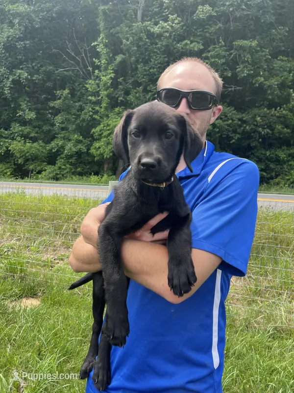 Discounted Ready to Go Labrador Retriever  – Labrador Retriever puppy for sale in White Sulphur Springs, WV