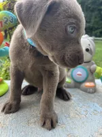 Ready to Go Silver AKC Labrador Retriever , a male Labrador Retriever for sale in White Sulphur Springs, WV – 2 of 2